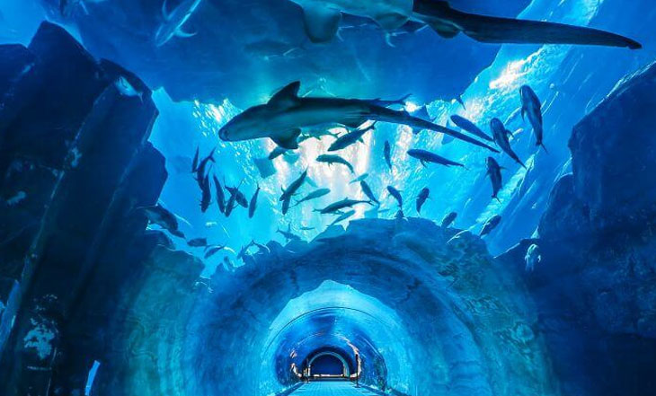 Dubai Aquarium