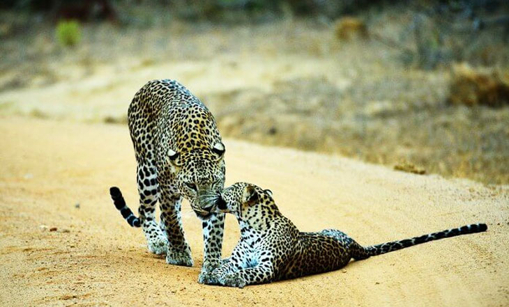 yala_nationalpark.jpg yala_nationalpark.jpg
