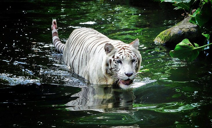 singapore_zoo